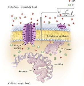 Electrical potential of a cytoplasmic membrane