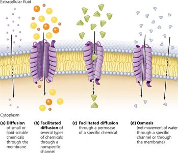 Passive processes of movement across a membrane