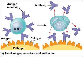 B cell activation and antibody production