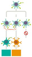 T helper cell subclasses