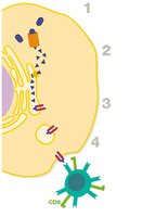 MHC I antigen presentation pathway