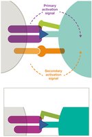 T cell activation signals