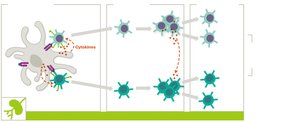 T cell proliferation and differentiation