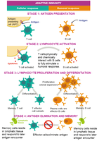 Stages of adaptive immunity illustrated