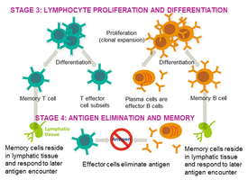 Lymphocyte proliferation and memory