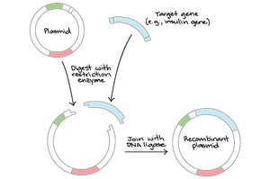 Diagram of recombinant DNA technology