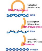 PCR explained: denaturation, annealing, extension