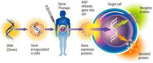 Restriction enzyme cutting DNA