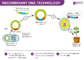 Bacterial plasmids diagram