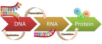 Diagram of the central dogma: DNA to RNA to Protein