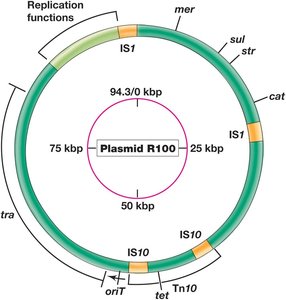 Plasmid R100 map