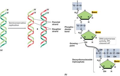 Semiconservative replication and phosphodiester bond formation