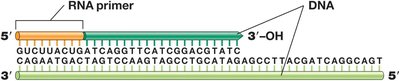 RNA primer and DNA synthesis