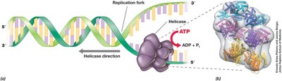 Helicase at the replication fork