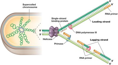 Replication fork with leading and lagging strands