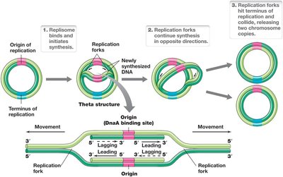 Theta structure and bidirectional replication