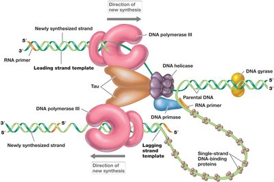 Replisome at the replication fork