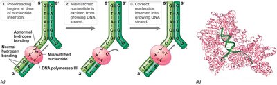 Proofreading by DNA polymerase III
