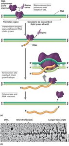 Steps of bacterial transcription