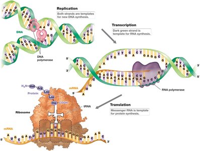 Detailed diagram of replication, transcription, and translation