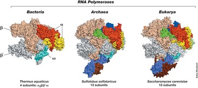 Structure of bacterial RNA polymerase and promoter recognition