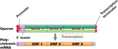Operon structure and polycistronic mRNA