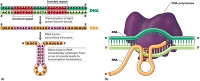 Intrinsic termination of transcription