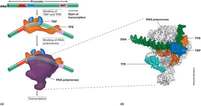 Comparison of RNA polymerases in Bacteria, Archaea, and Eukarya
