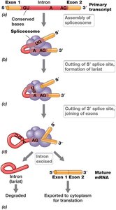 Splicing of eukaryotic mRNA