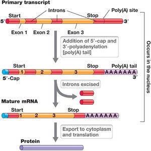 mRNA capping, polyadenylation, and splicing