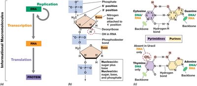 Nucleotide structure and base pairing