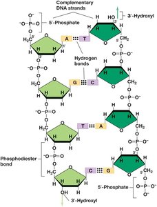 Complementary DNA strands and hydrogen bonding