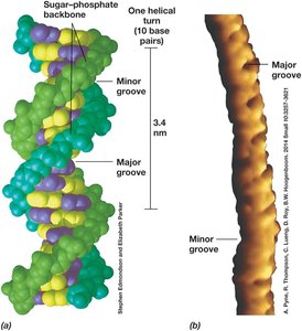 DNA double helix with major and minor grooves
