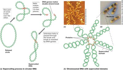 Supercoiling of circular DNA and nucleoid structure
