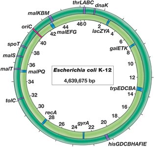 E. coli K-12 chromosome map