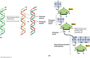 Overview of DNA Replication