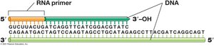 RNA Primer in DNA Replication