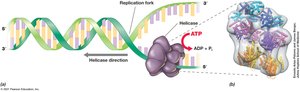 DNA Helicase Unwinding a Double Helix