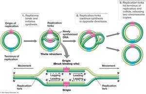 Replication of Circular DNA: Theta Structure