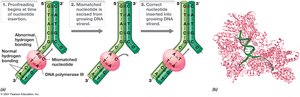 Proofreading by DNA Polymerase