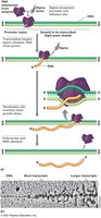 Transcription Mechanism
