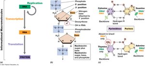 Genetic Information Flow and Nucleic Acid Components