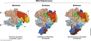 RNA Polymerase from Three Domains