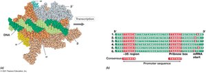 RNA Polymerase and Bacterial Promoter
