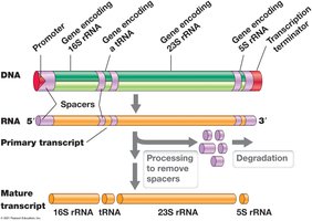 Ribosomal rRNA Transcription Unit
