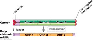 Operon and Polycistronic mRNA Structure