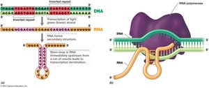 Inverted Repeats and Transcription Termination