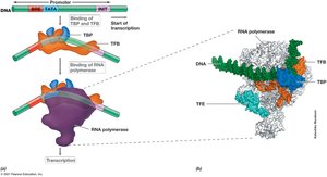 Promoter Architecture and Transcription in Archaea