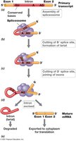 Activity of the Spliceosome