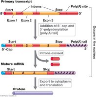 Processing of Primary Transcript into Mature mRNA